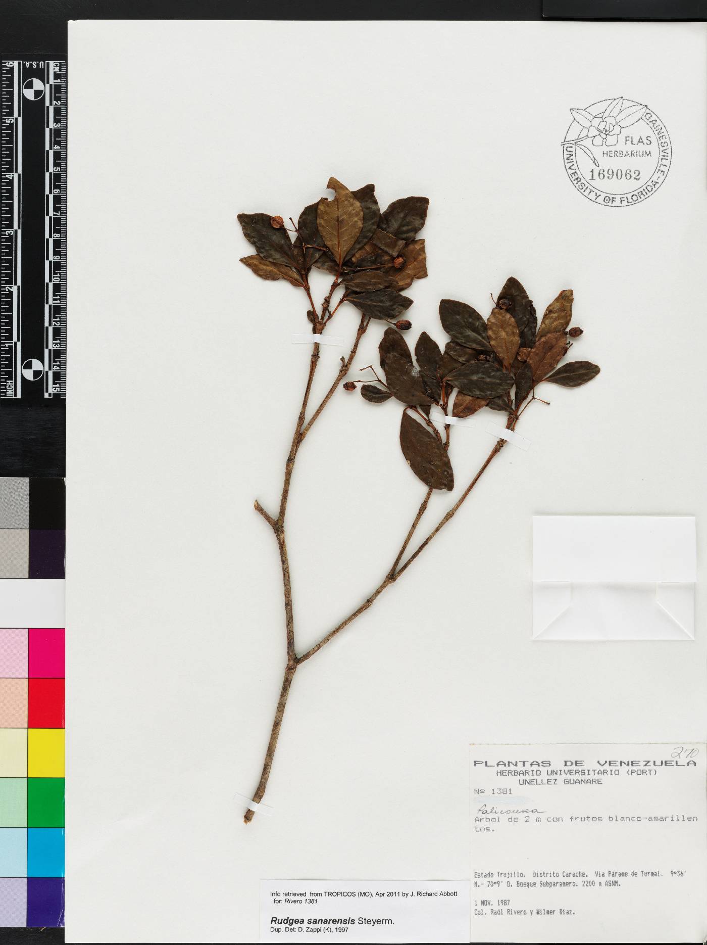 Rudgea sanarensis image