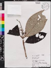 Miconia pterocaulon image