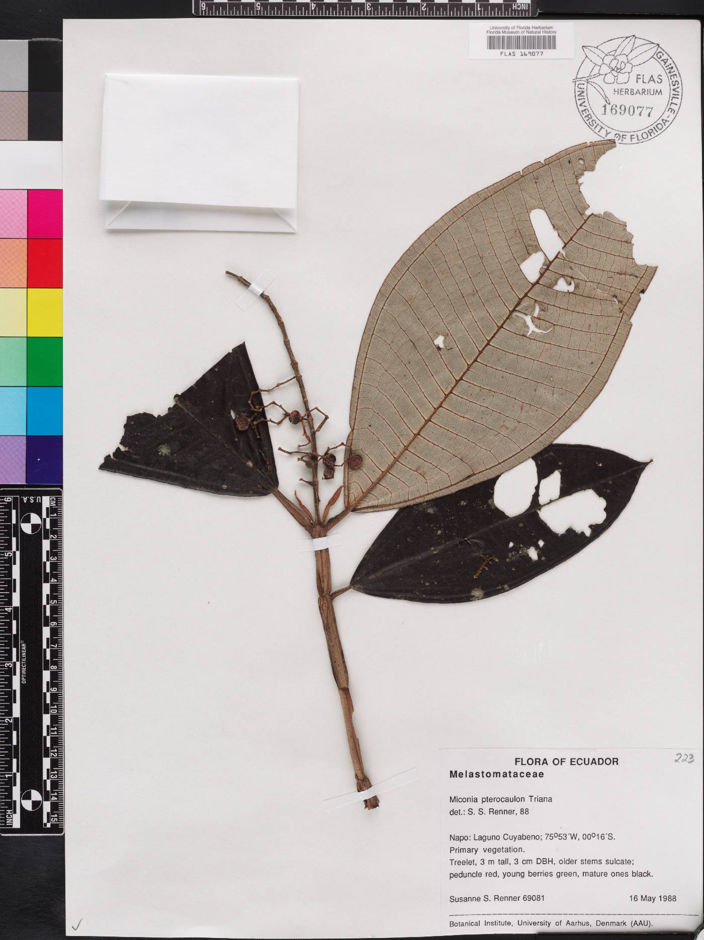 Miconia pterocaulon image