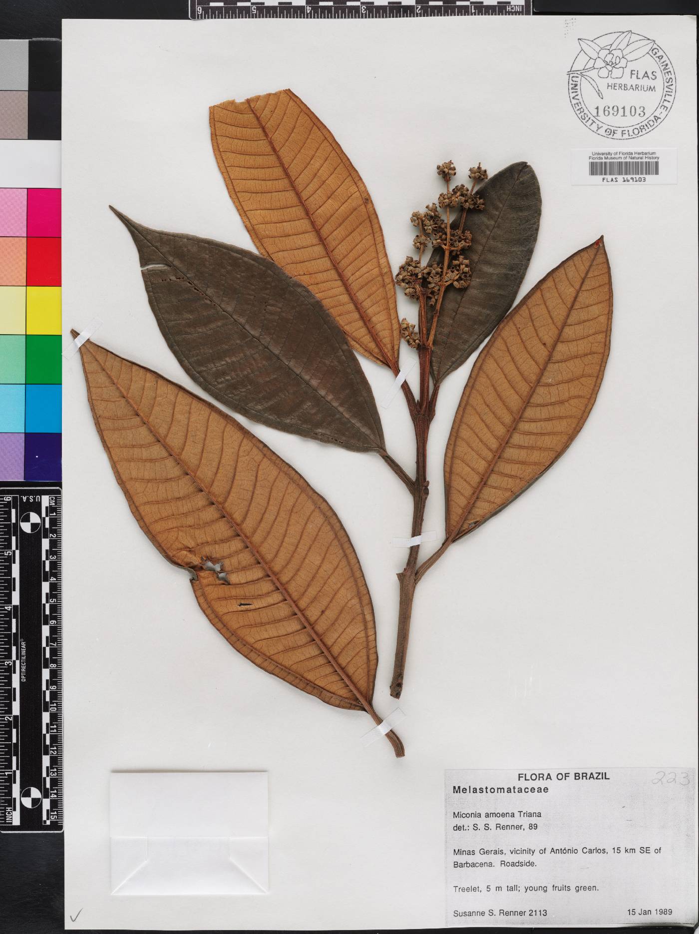 Miconia amoena image