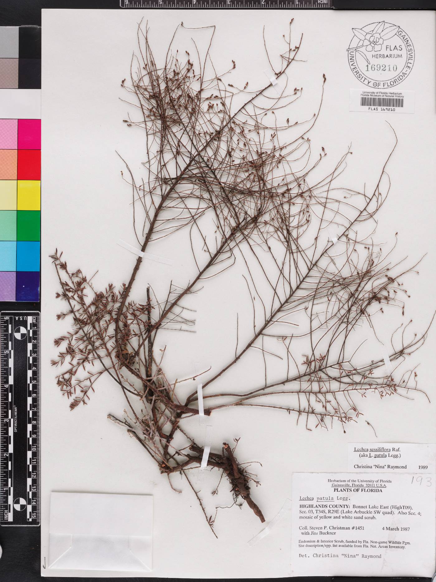 Lechea sessiliflora image