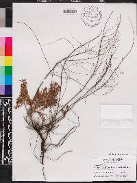 Lechea sessiliflora image