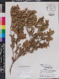 Lyonia ferruginea image