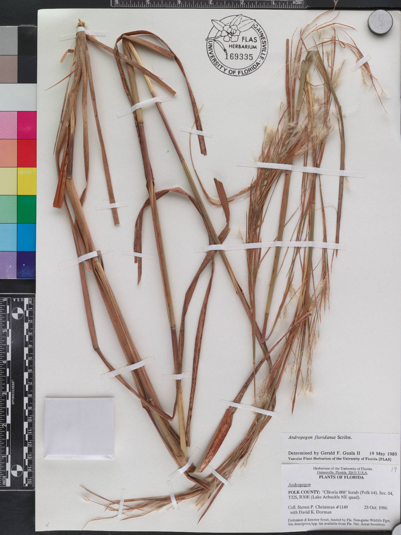 Andropogon floridanus image