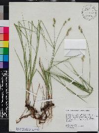 Carex reniformis image