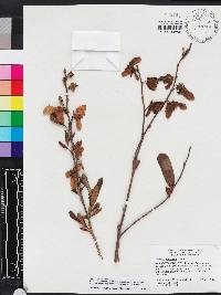 Asimina reticulata image