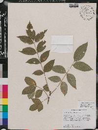 Zanthoxylum clava-herculis subsp. clava-herculis image