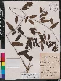 Aristolochia bilabiata image