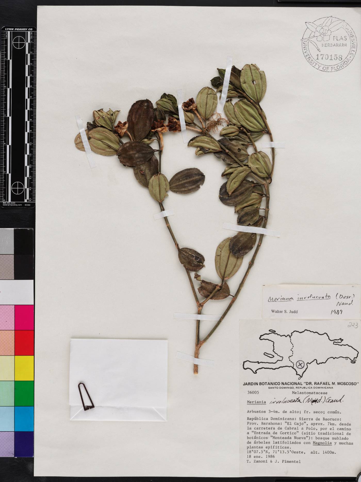Meriania involucrata image