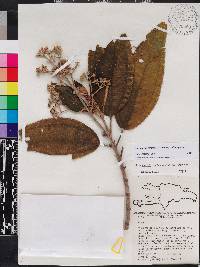 Miconia subcompressa image