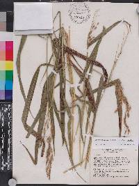 Sorghum bicolor image