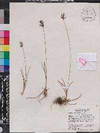 Fimbristylis dichotoma image