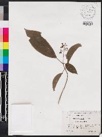 Miconia serrulata image