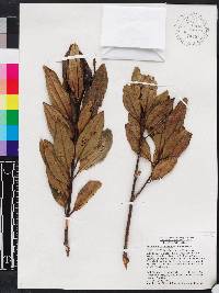 Miconia birimosa image