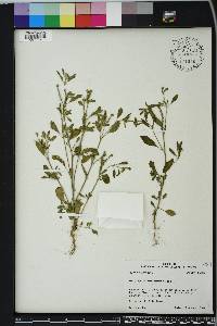 Euploca procumbens image