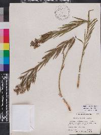 Amsonia ciliata image