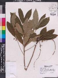 Ardisia crenata image