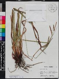 Carex venusta image