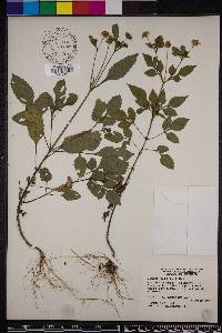 Bidens alba image