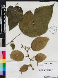 Broussonetia papyrifera image