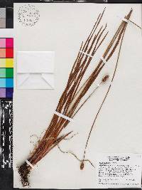 Xyris platylepis image