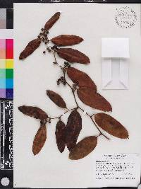 Smilax laurifolia image