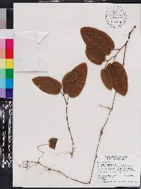 Smilax pumila image