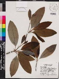 Magnolia virginiana image