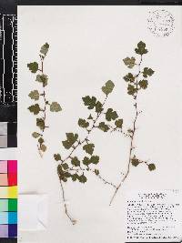 Crataegus marshallii image