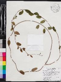 Berchemia scandens image