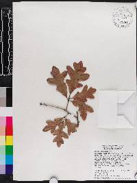 Quercus margarettae image