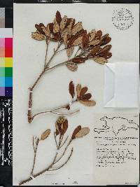 Miconia longicollis image