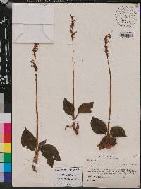 Cyclopogon cranichoides image