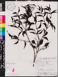 Mouriri myrtifolia image