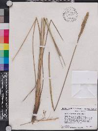 Spartina spartinae image