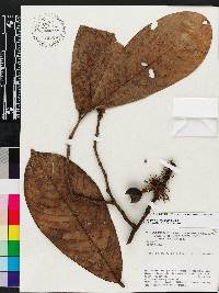Unonopsis spectabilis image