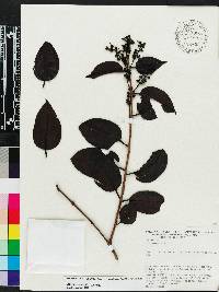 Phthirusa stelis image