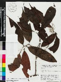 Ocotea aciphylla image