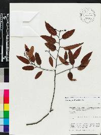Image of Ouratea grandiflora