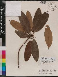 Cybianthus spicatus image