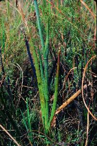 Tiedemannia filiformis image