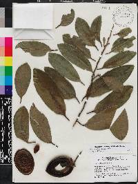 Diospyros nigra image