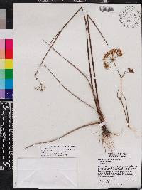 Tiedemannia filiformis subsp. filiformis image