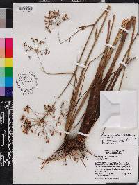 Tiedemannia filiformis subsp. filiformis image