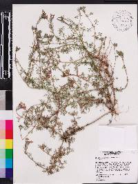 Glandularia aristigera image