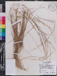 Aristida purpurascens image