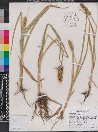 Carex stipata var. maxima image