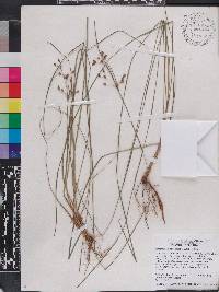 Fimbristylis caroliniana image