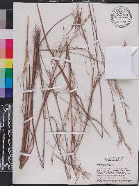 Andropogon virginicus var. glaucus image