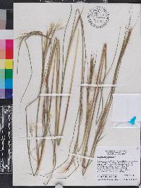 Andropogon virginicus var. virginicus image